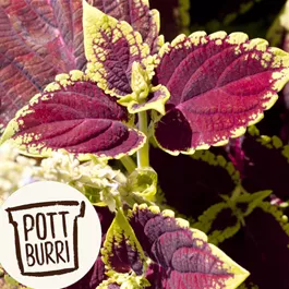 Coleus blumei Pottburri
