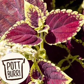 Coleus blumei Pottburri