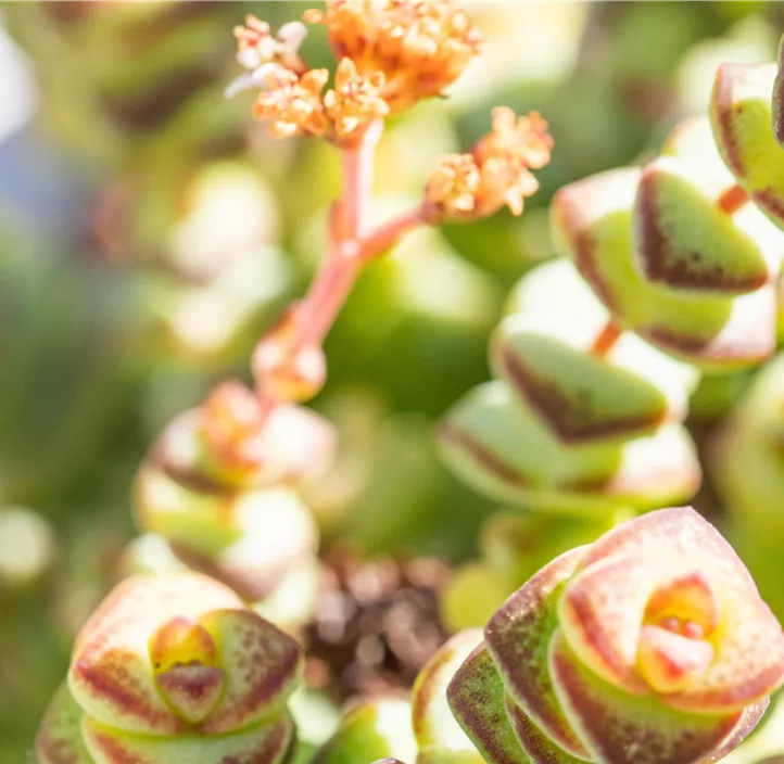 Felsen-Dickblatt 'Hottentot'