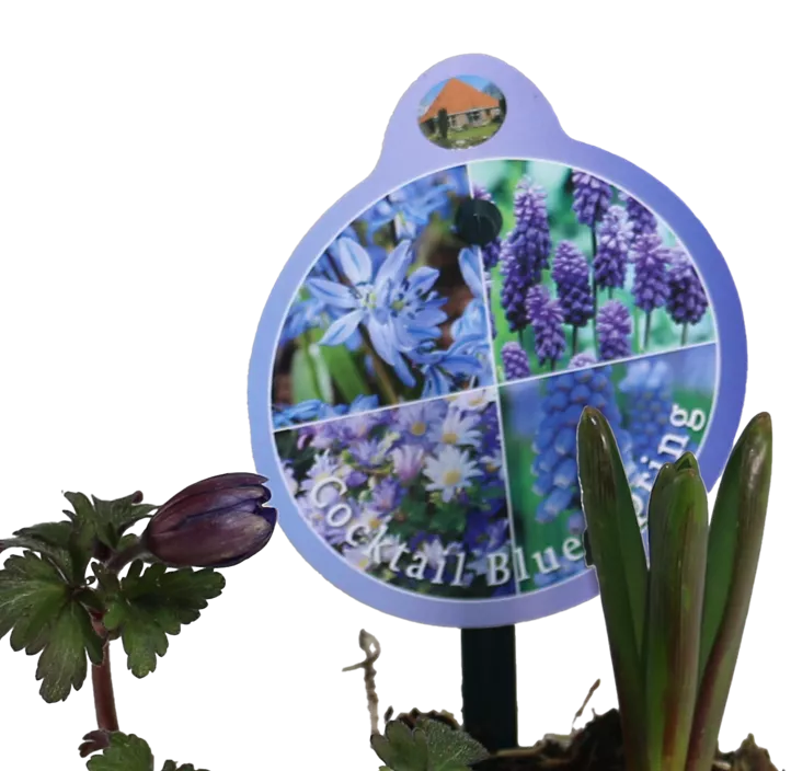 Zwiebel Cocktail Blue Spring