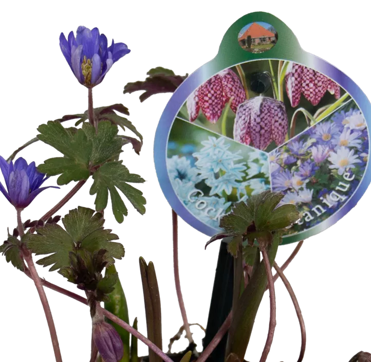 Zwiebelmix Botanique