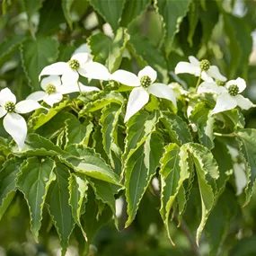 Cornus kousa Milky Way