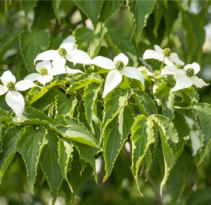 Japanischer Blumen-Hartriegel 'Milky Way'