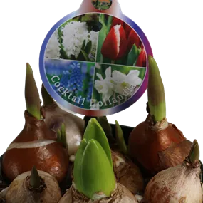 Cocktail Mix Hollandia