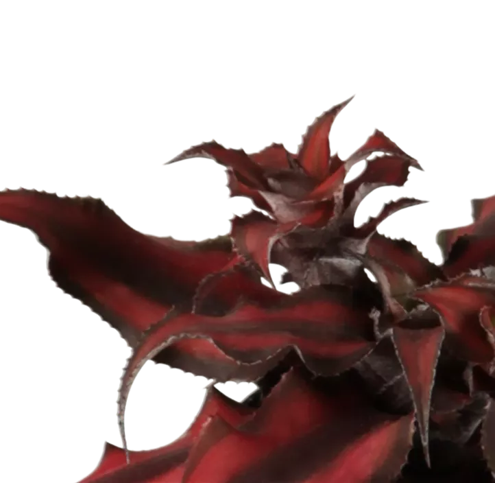 Erdbromelie 'Red Star'