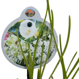 Cocktail Mix White Spring