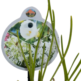 Cocktail Mix White Spring