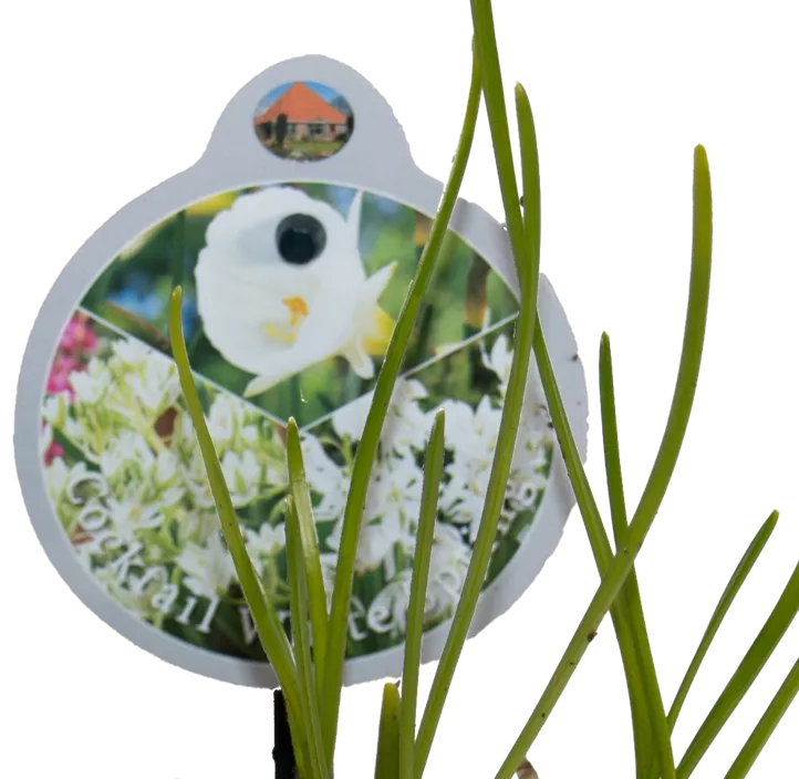 Zwiebel Cocktail White Spring