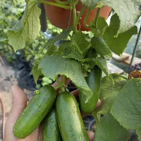 Cucumis sativus 'Cumini F1' Hochbeet