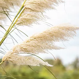 Cortaderia selloana in Sorten