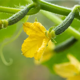 Cucumis sativus Styx
