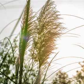 Cortaderia selloana Tiny Pampa