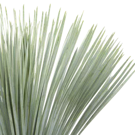 Dasylirion serratifolium