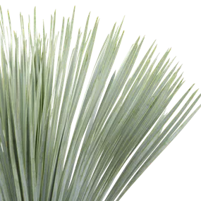 Dasylirion serratifolium