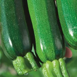 Cucurbita pepo Alando