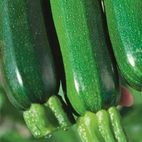 Cucurbita pepo Alando