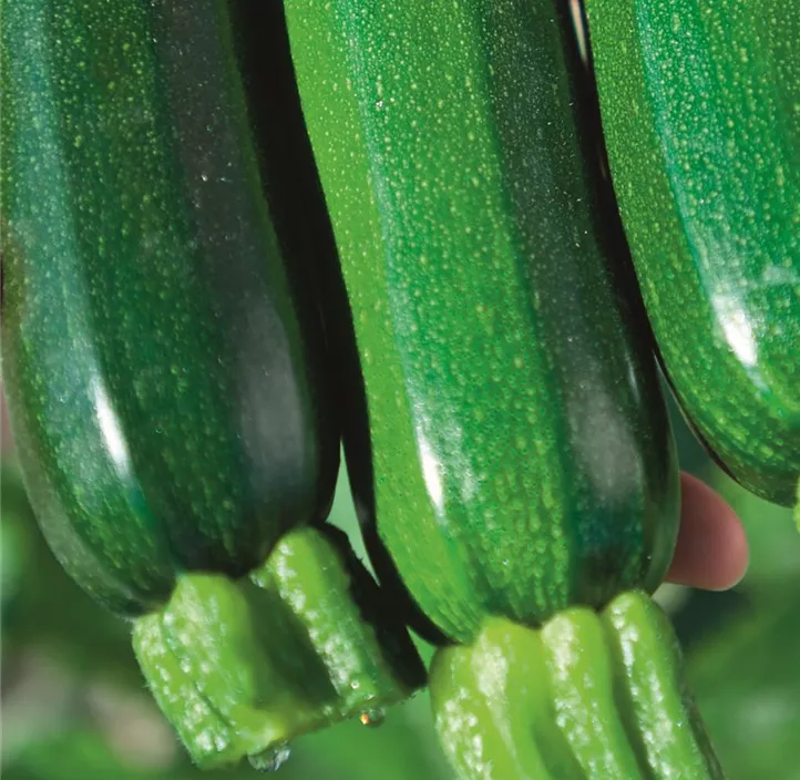 Kletter-Zucchini 'Alando'