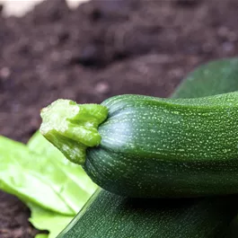 Cucurbita pepo grün