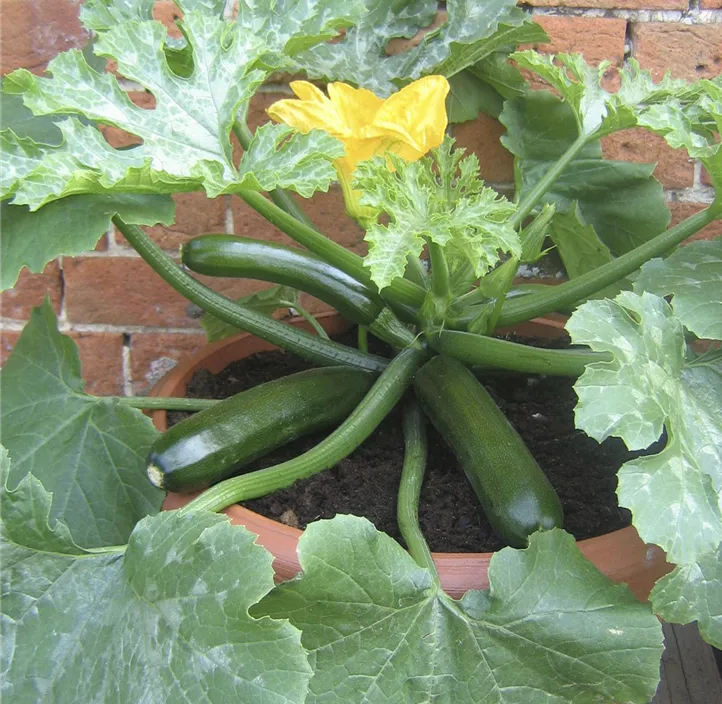 Zucchini 'Patio Star green'