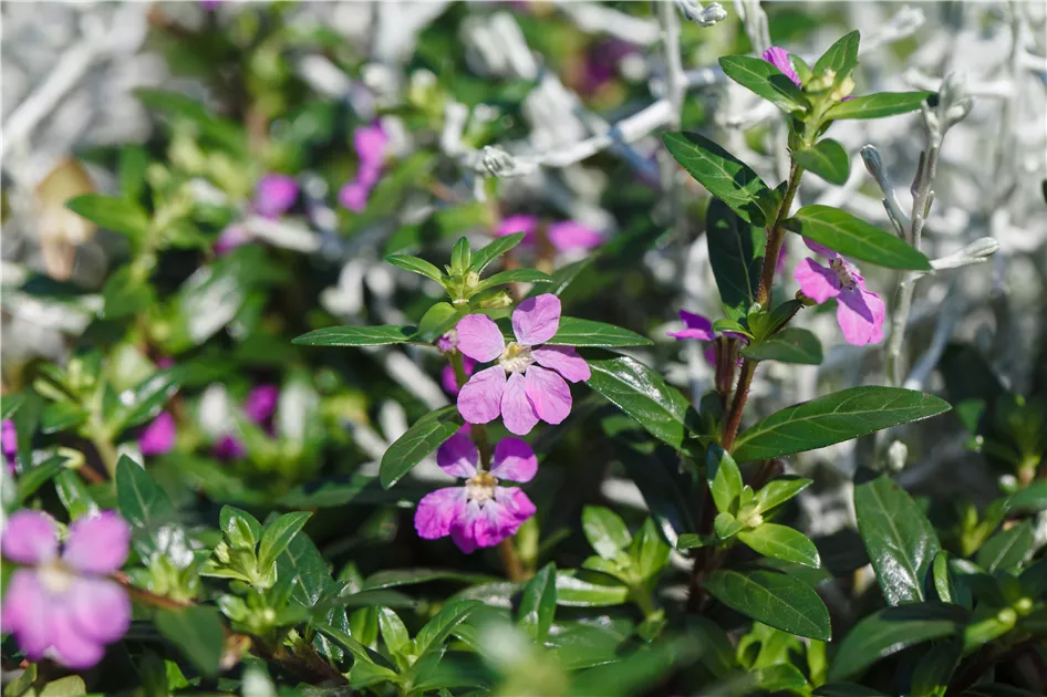 Cuphea hyssopifolia Flory Glory, Japanische Myrthe 'Flory Glory' -  Bellaflora