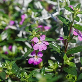 Cuphea hyssopifolia Flory Glory