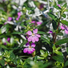 Japanische Myrthe 'Flory Glory'