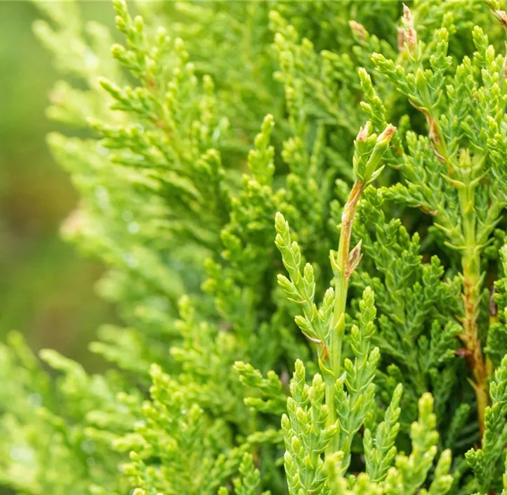 Gelbe Baumzypresse 'Castlewellan Gold Halbstamm'