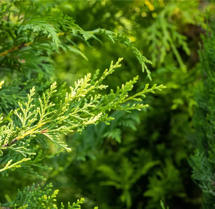 Gelbe Baumzypresse 'Castlewellan Gold' Kugel