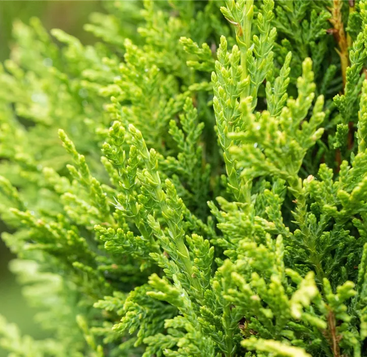 Gelbe Baumzypresse 'Castlewellan Gold' Pompon