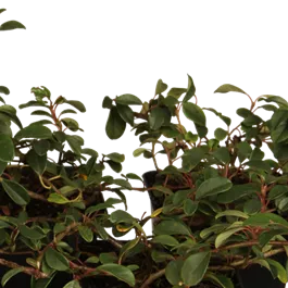 Cotoneaster