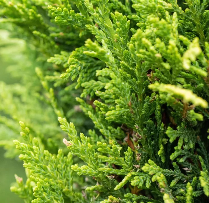 Gelbe Baumzypresse 'Castlewellan Gold'