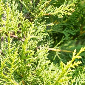 Cupressocyparis Leylandii Castlewellan gold, 10 l Topf