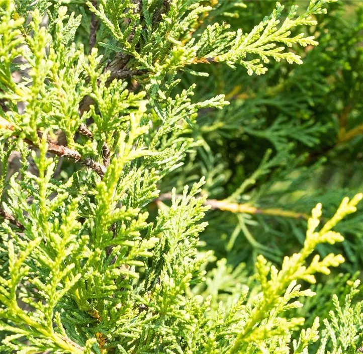 Gelbe Baumzypresse 'Castlewellan Gold'