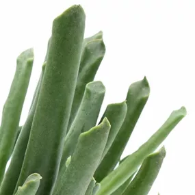 Cotyledon Elephant Trunk®