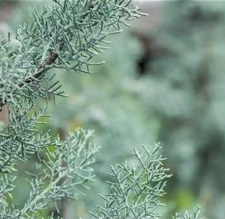 Blaue Säulen-Arizona-Zypresse 'Glauca'