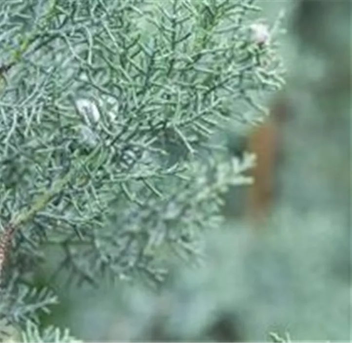 Blaue Säulen-Arizona-Zypresse 'Glauca'