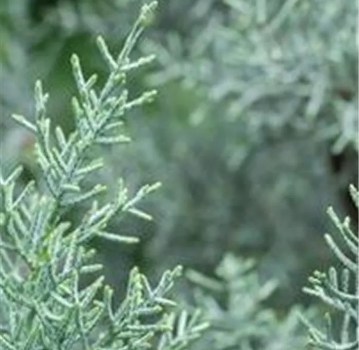 Blaue Arizona-Zypresse 'Glauca' Spirale