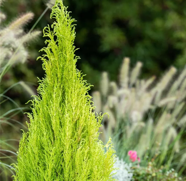 Zimmerzypresse 'Goldcrest'