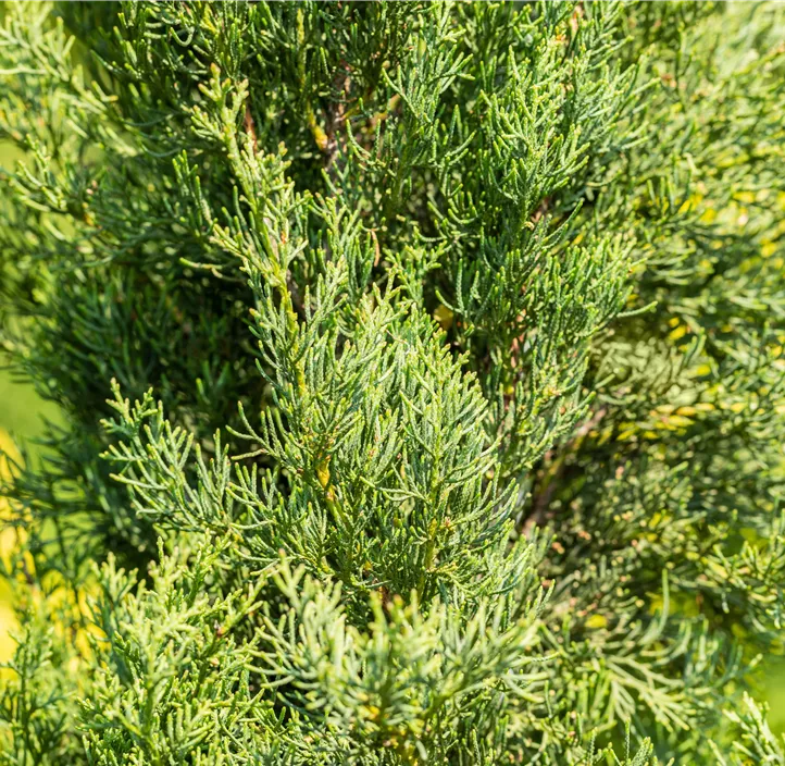 Mittelmeerzypresse 'Totem'