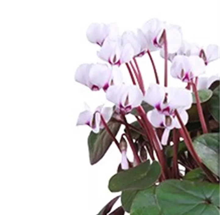 Frühlings-Alpenveilchen