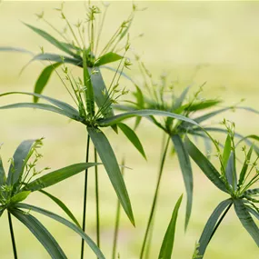 Cyperus percamenthus Terracotta Töpfe