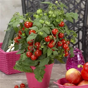 Lycopersicon 'Strongboy' Hochbeet