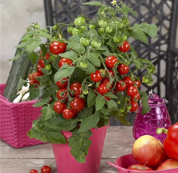 Topf-Tomate 'Strongboy'