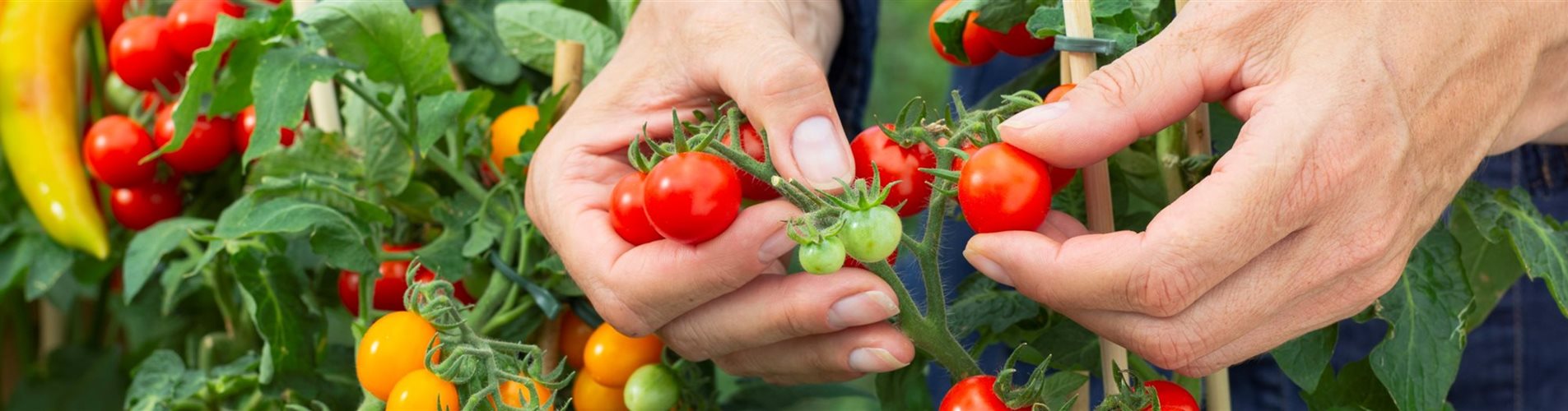 CF006578-0-590-3299-706 CF006578-0-590-3299-706