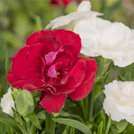 Dianthus caryophyllus