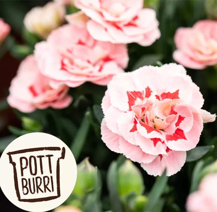 Gartennelke 'Oscar®'