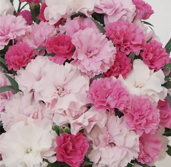 Gartennelke 'Teneriffa'