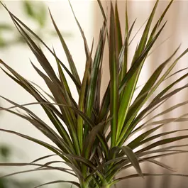 Dracaena draco
