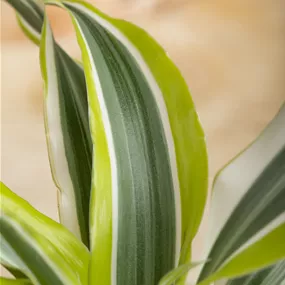 Dracaena Dragontree Surprise Mini