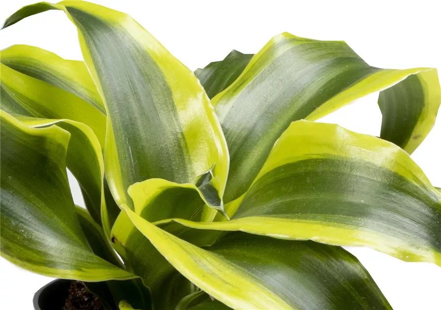 Dracaena Dragontree Tornado Mini, Drachenbaum 'Tornado' - Bellaflora